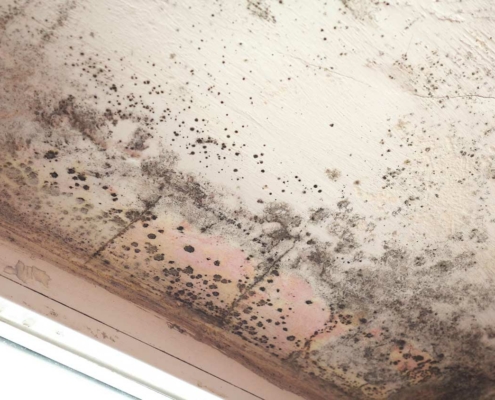 Mold Inspections